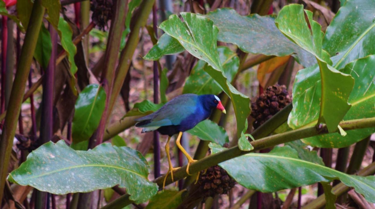 Hotel Rio Celeste Finca L' Etoile Celeste El Achiote 外观 照片